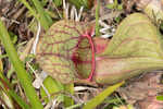 Purple pitcherplant